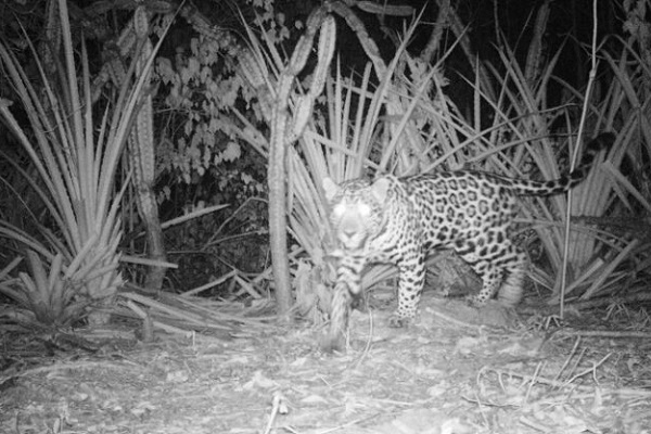 Las cámaras trampa ubicadas en varios puntos de los predios de Cerrejón, continúan siendo testigo de la presencia del Jaguar.