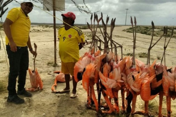 En La Guajira, con muchas líneas de alta tensión se estrellado los flamingos rosados; porque estas (líneas) se han atravesado en su camino. En La Guajira, con muchas líneas de alta tensión se estrellado los flamingos rosados; porque estas (líneas) se han atravesado en su camino.