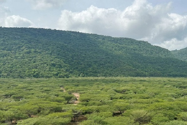 Bosque Tropical, que crece en la Media Guajira y hace parte del área conservada y rehabilitada de Cerrejón.