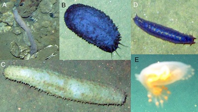 Especies de pepinos de mar de profundidad registradas por primera vez en el Caribe colombiano.  A. Chiridota heheva (2394 m); B. Benthothuria funebris (1563–2297 m); C. Paroriza pallens (1803–1809 m), Familia Gephyrothuridae; D. Psychronaetes hanseni (1804–2087 m), Laetmogonidae; E. Familia Elpidiidae (1794–2487 m), los individuos de esta familia solo se identificaron hasta género (? Peniagone sp.) (Imágenes: Anadarko Colombia Corporation - ACC).