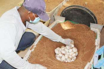 Los más de 140 huevos de caimán de aguja se prevé que habrá un repoblamiento de este réptil en esta sección de La Guajira.