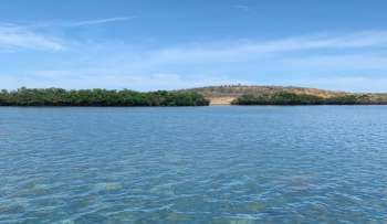 Una variedad de pastos marinos existen en la Alta Guajira que son nutrientes para los mamíferos y otra clase de individuos que habitan en el mar.